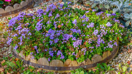 Purple ageratum flowers bloom on a wooden flower bedの写真素材