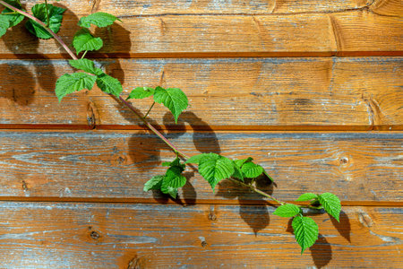 The branches of a raspberry plant on the background of a wooden wallの写真素材