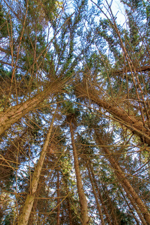 View from below of a pine forest with tall trees reaching the sky.