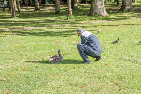 An elderly man squats on the green grass and watches wild geese in a sunny park. Relaxing outdoors and interacting with wildlife in natural light and a peaceful atmosphere.の写真素材