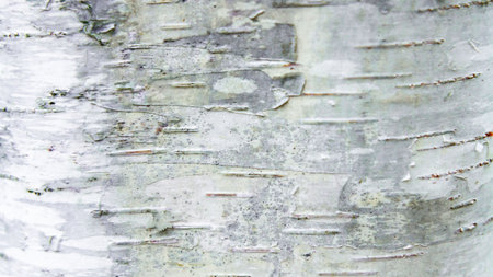 birch bark texture as very nice natural background, nature seriesの写真素材