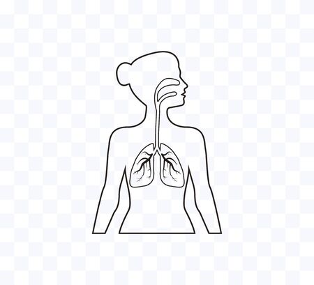 Lungs woman body silhouette. Vector illustration, flatのイラスト素材