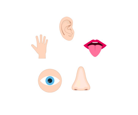 Human senses icon. Vector illustration, flat design.のイラスト素材