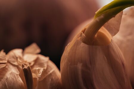 clove of garlic close-up on a dark mirror background.の写真素材