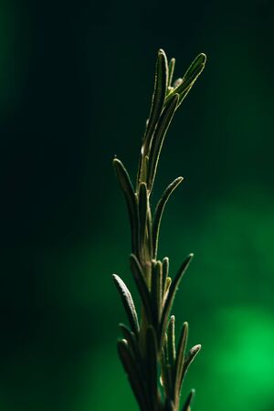 sprig of rosemary and garlic on a wooden light background.の写真素材
