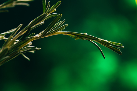 sprig of rosemary and garlic on a wooden light background.の写真素材