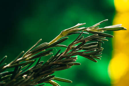 sprig of rosemary and garlic on a wooden light background.の写真素材
