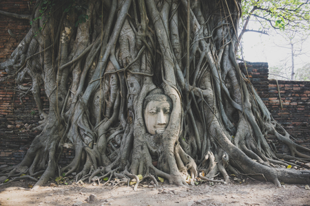 Head of Buddha into the tree. Thailandの写真素材