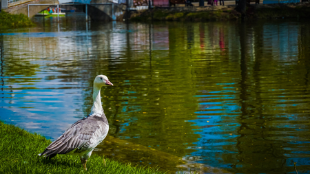 Goose by the lake in Gorky Park. Moscowの写真素材