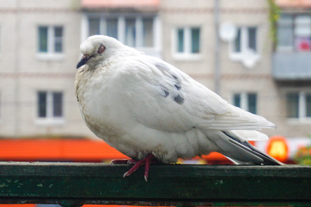 Lonely white dove on the balconyの写真素材