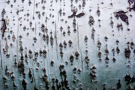 Birch Tree Bark Textureの写真素材