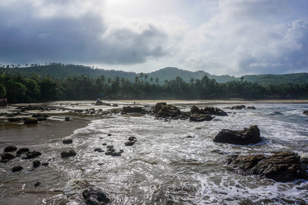 Flora and fauna of the tropical peninsula in the jungle. Gokarna Village, Indiaの写真素材