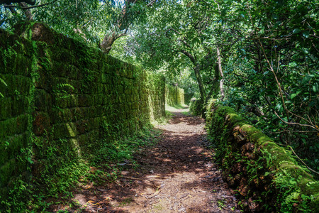 Footpath in the tropical jungleの写真素材