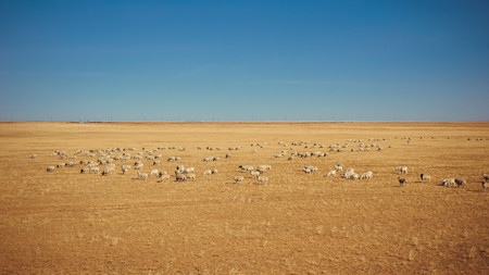 Gobi Desert and Grazing Sheep in Chinaの写真素材