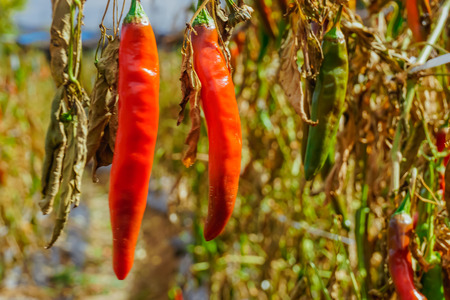 Red chili pepper plantation. Yvon Village, South Koreaの写真素材