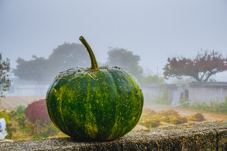Green pumpkin on the fence against the background of fogの写真素材