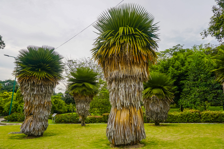 Beautiful trees in Kuala Lumpur park. Malaysiaの写真素材