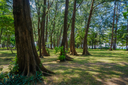 Small beautiful green forest in Phuket island. Thailandの写真素材
