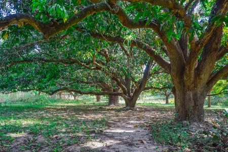 Mango forest in the village of Mayapur, Indiaの写真素材