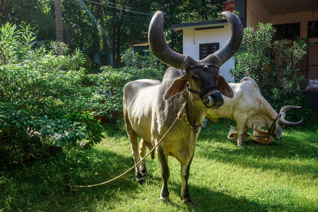Bulls with huge horns resting on the green grass. Kerala, Indiaの写真素材