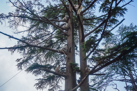 A family of langur monkeys on a tree. Shimla, India