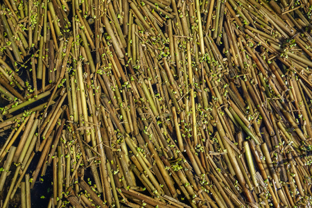 Little sticks on the waterの写真素材