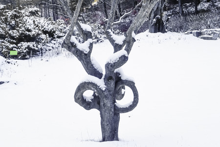 Unusual tree in the snowの写真素材