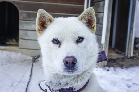 White dog on the snow