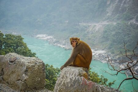 Monkey sits on a stone against the background of the turquoise river ganges