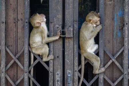 Monkeys hang on a fence at Lopburi in Thailandの写真素材