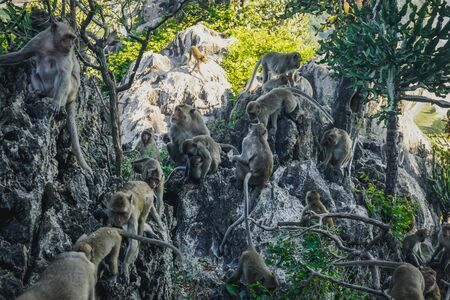 Monkeys in the temple on the mountain in the city of Prachuap Khiri Khan in Thailandの写真素材