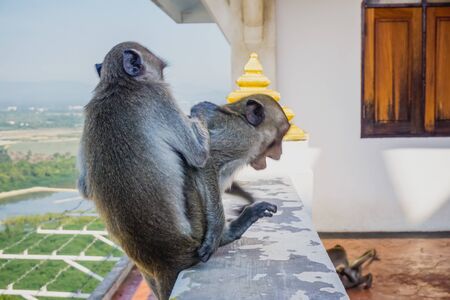 Monkeys in the temple on the mountain in the city of Prachuap Khiri Khan in Thailandの写真素材