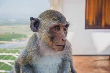 Monkeys in the temple on the mountain in the city of Prachuap Khiri Khan in Thailand