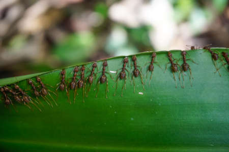 Red ants build their nest on leaves in the jungle