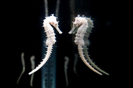 Seahorse in reflection in Phuket aquarium in Thailandの写真素材