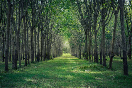 Mysterious forest in Phuket in Thailandの写真素材