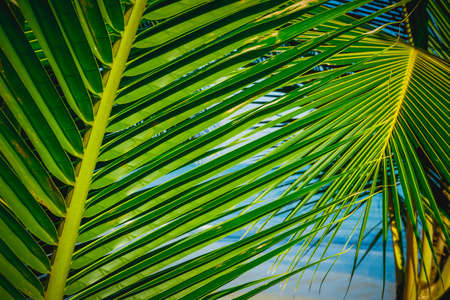 Palm branches on the coast of a tropical island