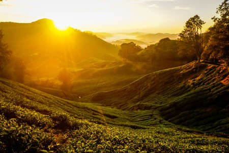 Beautiful sunrise at tea plantations in Cameron Highlands in Malaysiaの写真素材