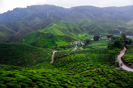 Beautiful tea plantations in Cameron Highlands in Malaysia