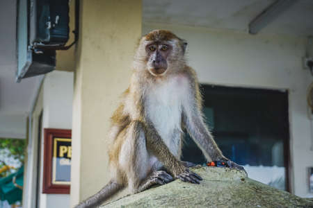 Monkey sitting on the fence