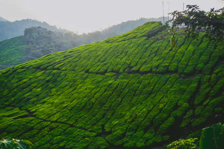 Beautiful tea plantations in Cameron Highlands in Malaysia
