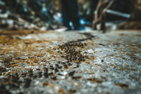 A group of ants crawling in a line in the forestの写真素材