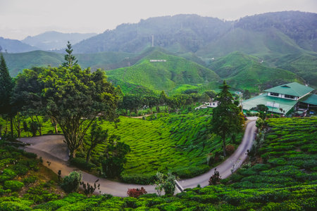 Cameron Highlands, Malaysia - April 5, 2019: Beautiful tea plantationsのeditorial素材