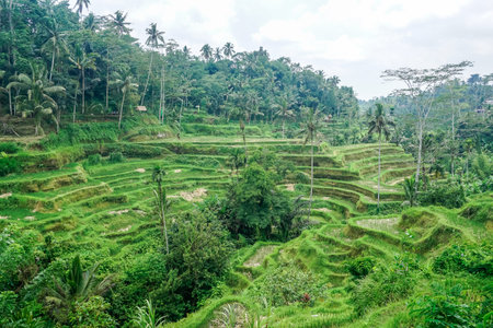 Beautiful rice terraces in Bali islandの写真素材