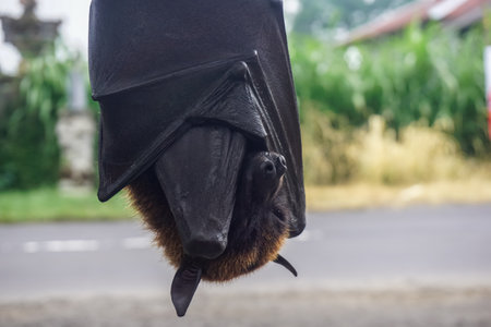 Flying fox hanging upside down on a tree branchの写真素材