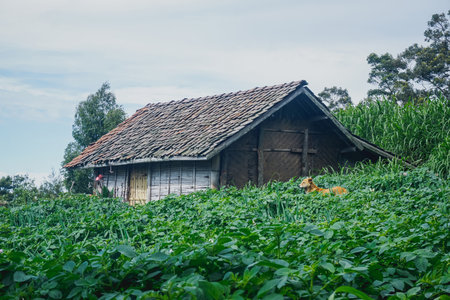 Old village house in Indonesiaの写真素材