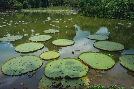 Bogor Botanical Garden, which is home to many tropical flowers and other plants.の写真素材