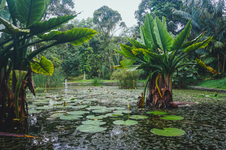 Bogor Botanical Garden, which is home to many tropical flowers and other plants.の写真素材