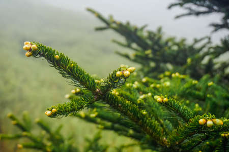Branches of small fir trees on the top of the mountainの写真素材