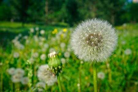 Beautiful blooming dandelion on the field